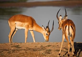 male impala