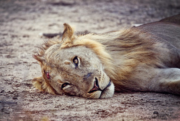 wild lion portrait