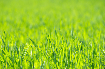 green grass