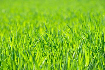 grass