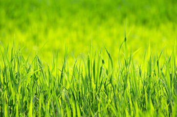 Fototapeta premium green grass