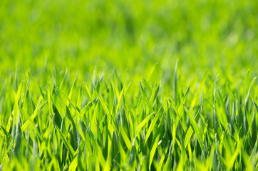 green grass