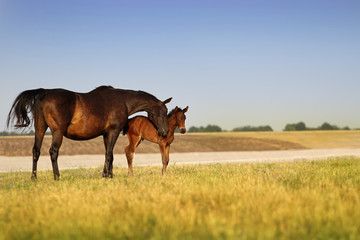 Obraz na płótnie Canvas A horse with a foal