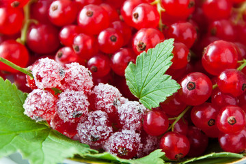 Johannisbeeren
