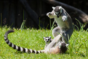 Ring-tailed lemur on a playing in a dutch zoo © ijdema