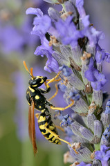 Macro of wasp seen of profile on lavender flower