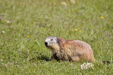Alpine marmot in grass
