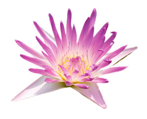 Water lily isolate on White background