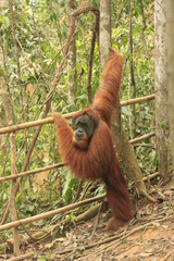 Orangutan (Pongo abelii), Sumatra, Indonesia