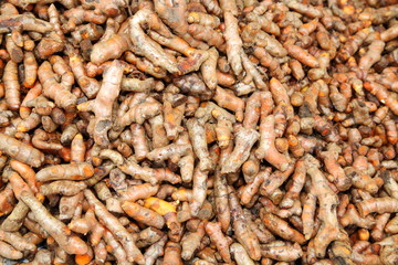 Fresh Turmeric Root or Curcuma Longa
