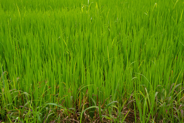 Fototapeta premium rice field