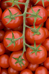 tomato on the vine