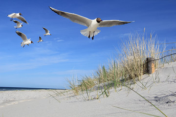 Möwen am Strand