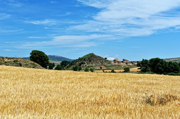 Fototapeta premium Rural landscape with wheat fields and mountains. Sunset. Spain.