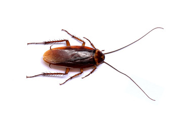 a cockroach - 43489595