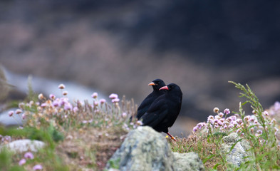 Chough Birds