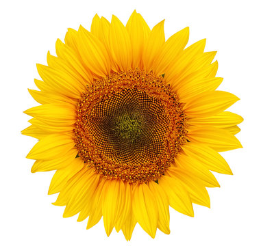 beautiful yellow Sunflower petals closeup