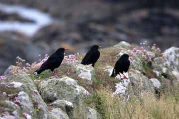 Chough Birds