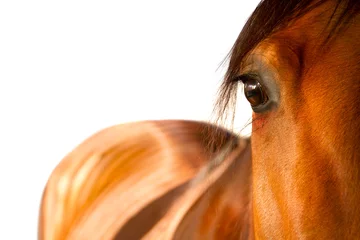 Photo sur Plexiglas Léquitation horse eye close up
