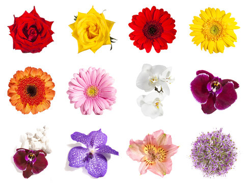 Fototapeta Blütensammlung