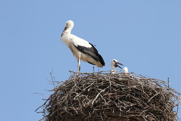 Storch
