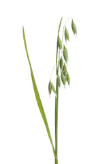 Fresh oat plant