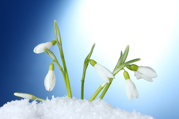 beautiful snowdrops in snow on blue background