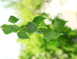 green birch leaves on green background