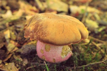 Flockenstieliger Hexenröhrling