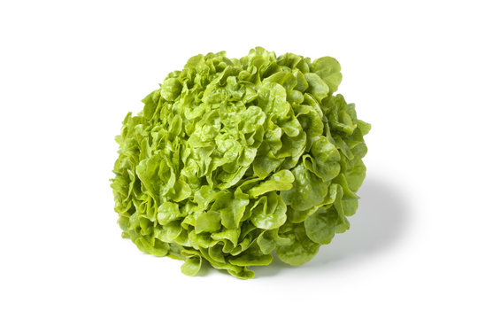 Fresh green oak leaf lettuce