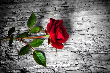 Tuinposter rode roos op z/w achtergrond © Silvano Rebai