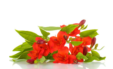 Alstroemeria red flowers isolated on white