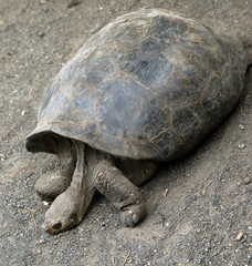 Tortue de galapagos 1