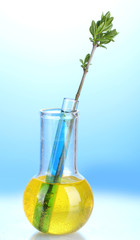 laboratory glassware with color liquid and genetically modified