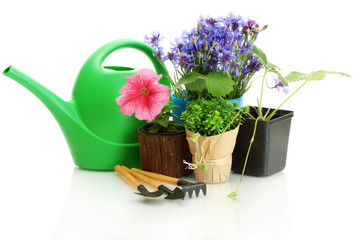 watering can,  tools and plants in flowerpot isolated on white