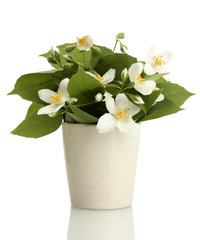 beautiful jasmine flowers in vase isolated on white