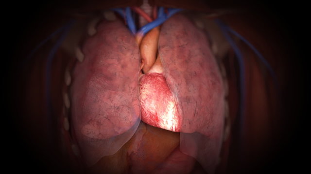 Human heart in action.