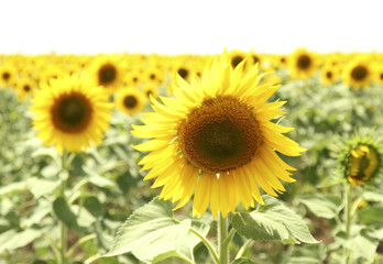 Sunflower field