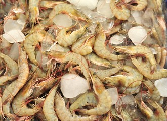 Shrimp background