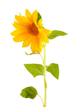 beautiful sunflower, isolated on white