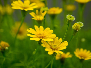 Yellow daisy