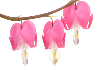 Pink Bleeding Heart (Lamprocapnos Spectabilis) Flowers on White