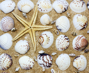 star-fish and shellfish background