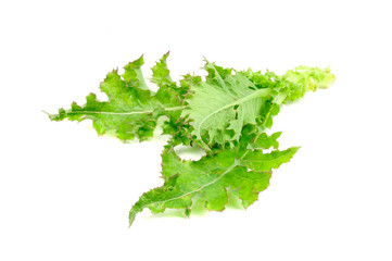 Sow Thistle Plant (Weed) Isolated on White Background