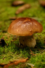 Mushroom