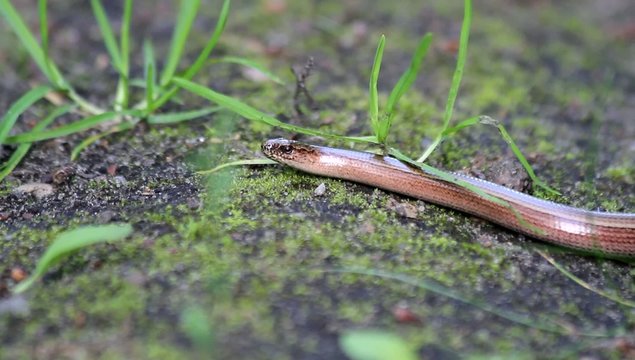 Blindschleiche (Anguis fragilis)