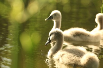 Family of young swans in a forest pond