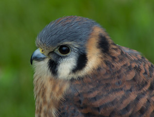 American Kestrel