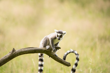 Lemur © davemhuntphoto