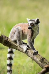 Lemur